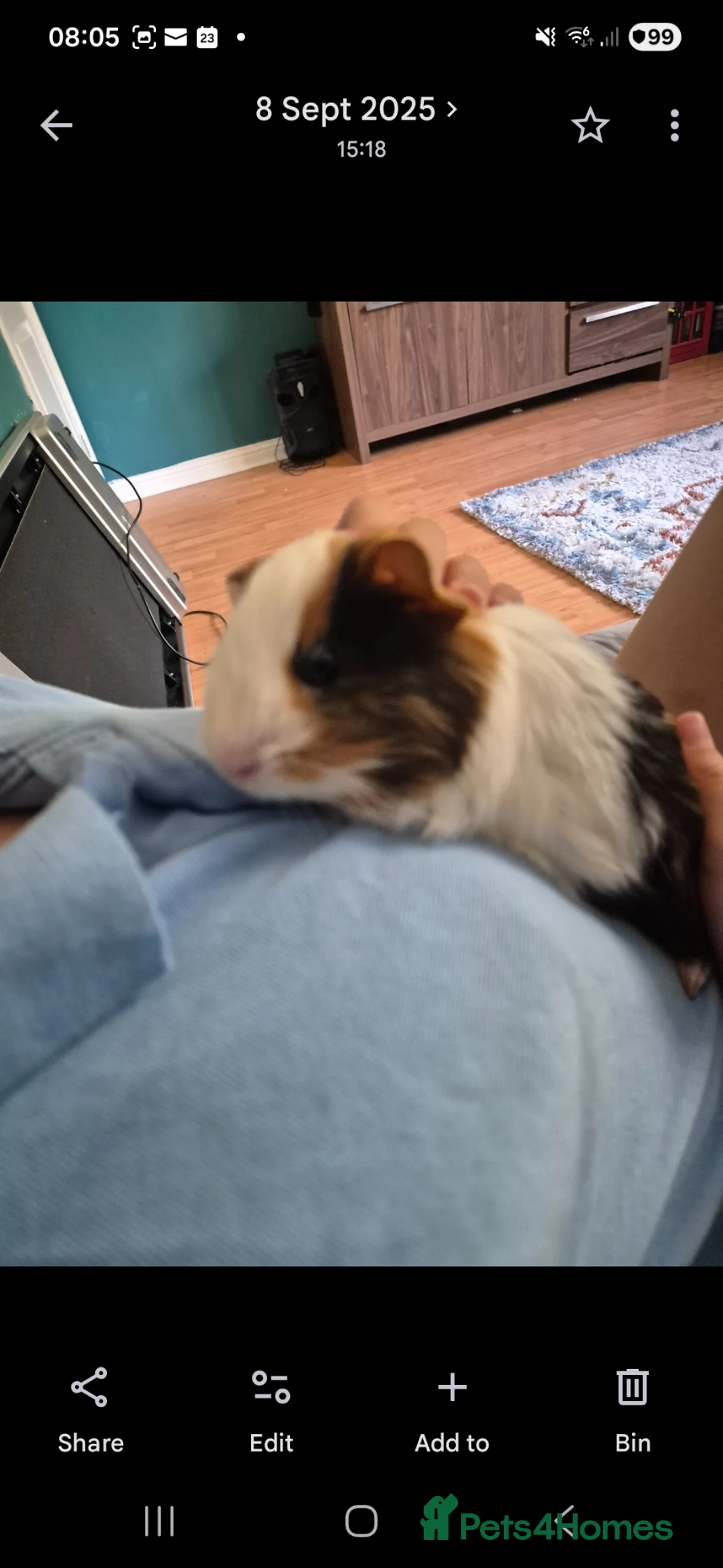 Guinea Pig rodents for sale: Two bonded guinea pigs in Hamilton - Advert 6