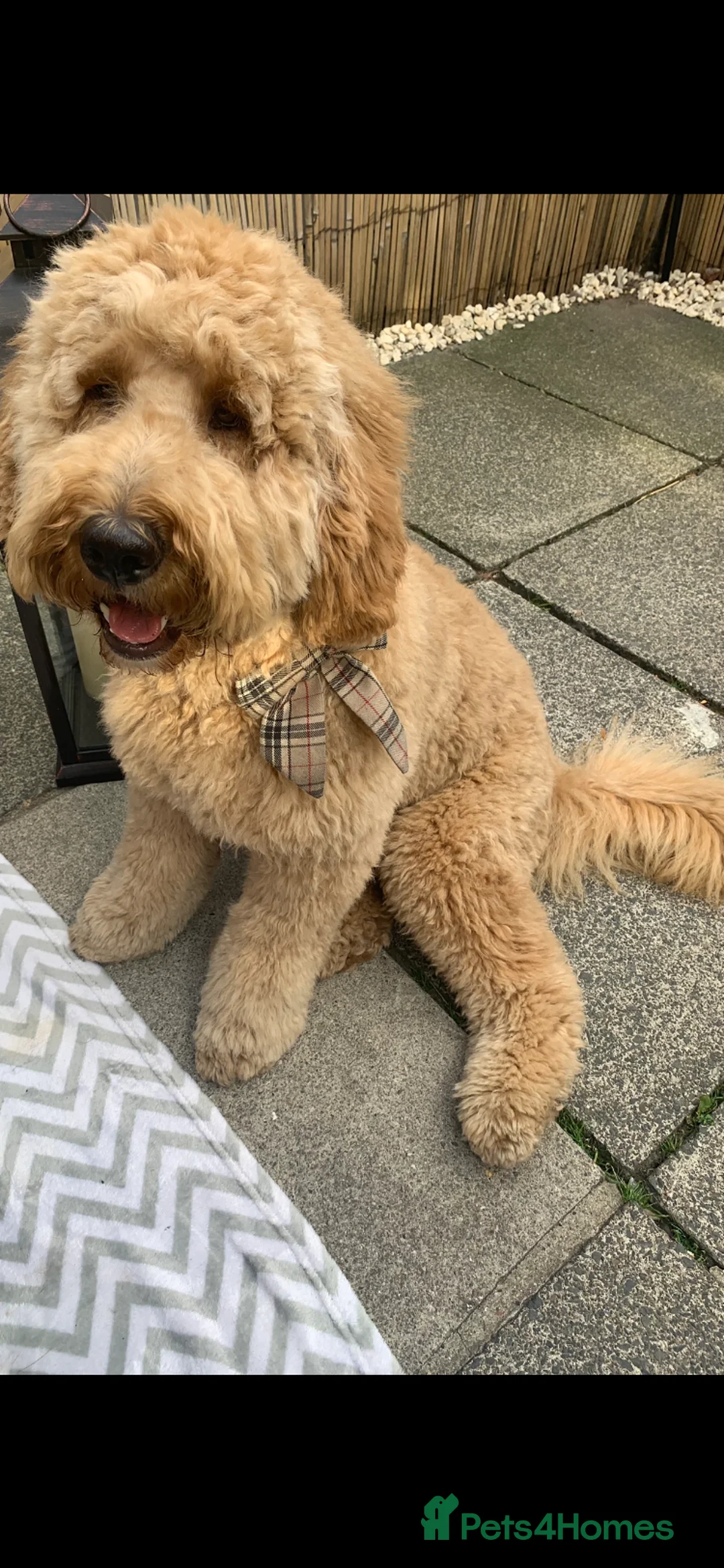 Labradoodle dogs for stud: Proven Extensive DNA health checked Stud in Warrington - Advert 15