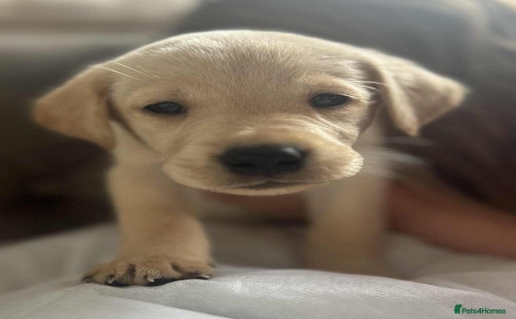 Labrador Retriever dogs for sale - Advert 1