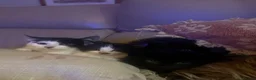 Mixed Breed cats for sale: 4 kittens for sale  - Advert 3
