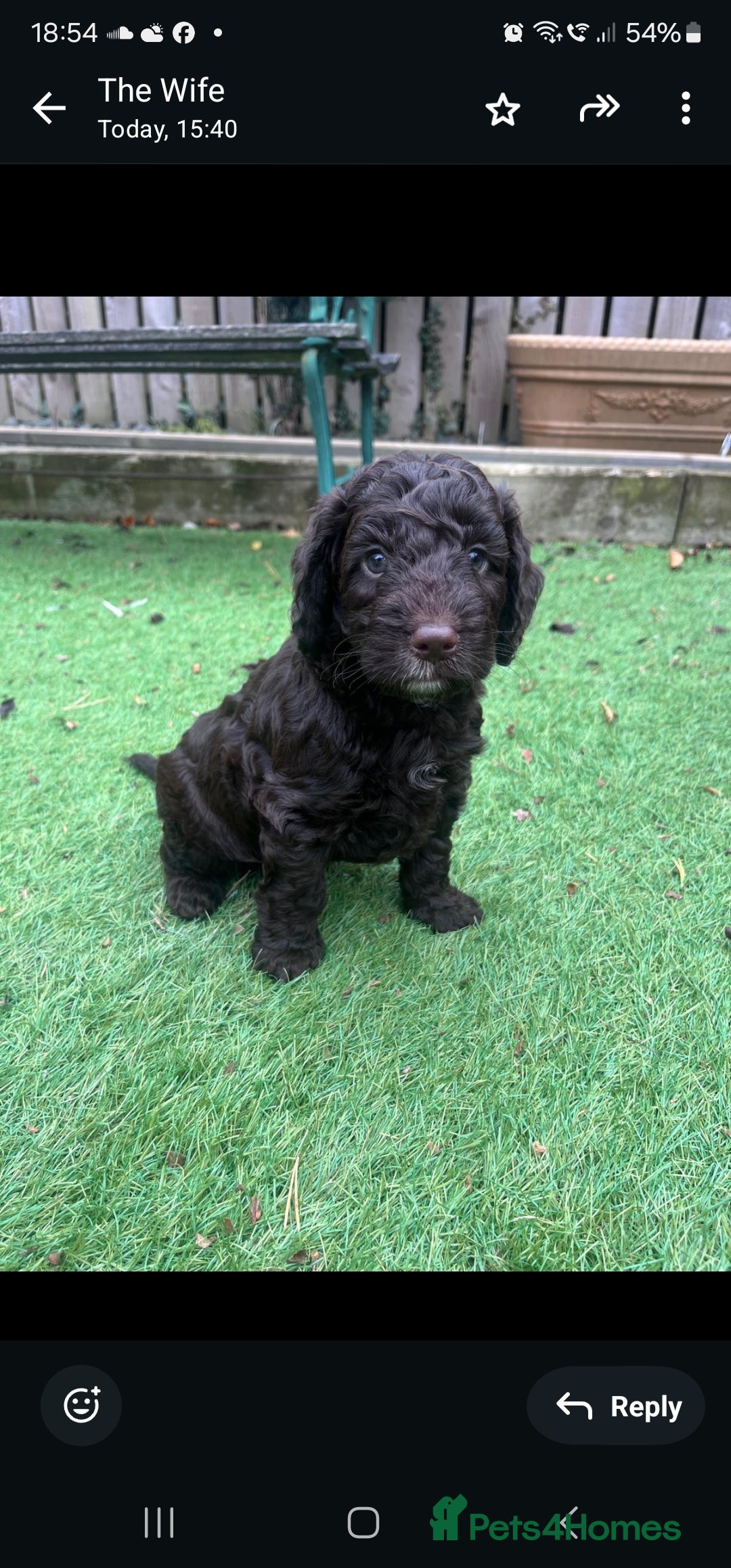 Cockapoo dogs for sale: F1 cockapoos  - Image 2