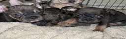 French Bulldog dogs for sale: READY NOW French bulldog pups REDUCED - Advert 1