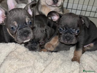 French Bulldog dogs READY NOW French bulldog pups REDUCED - Advert 8