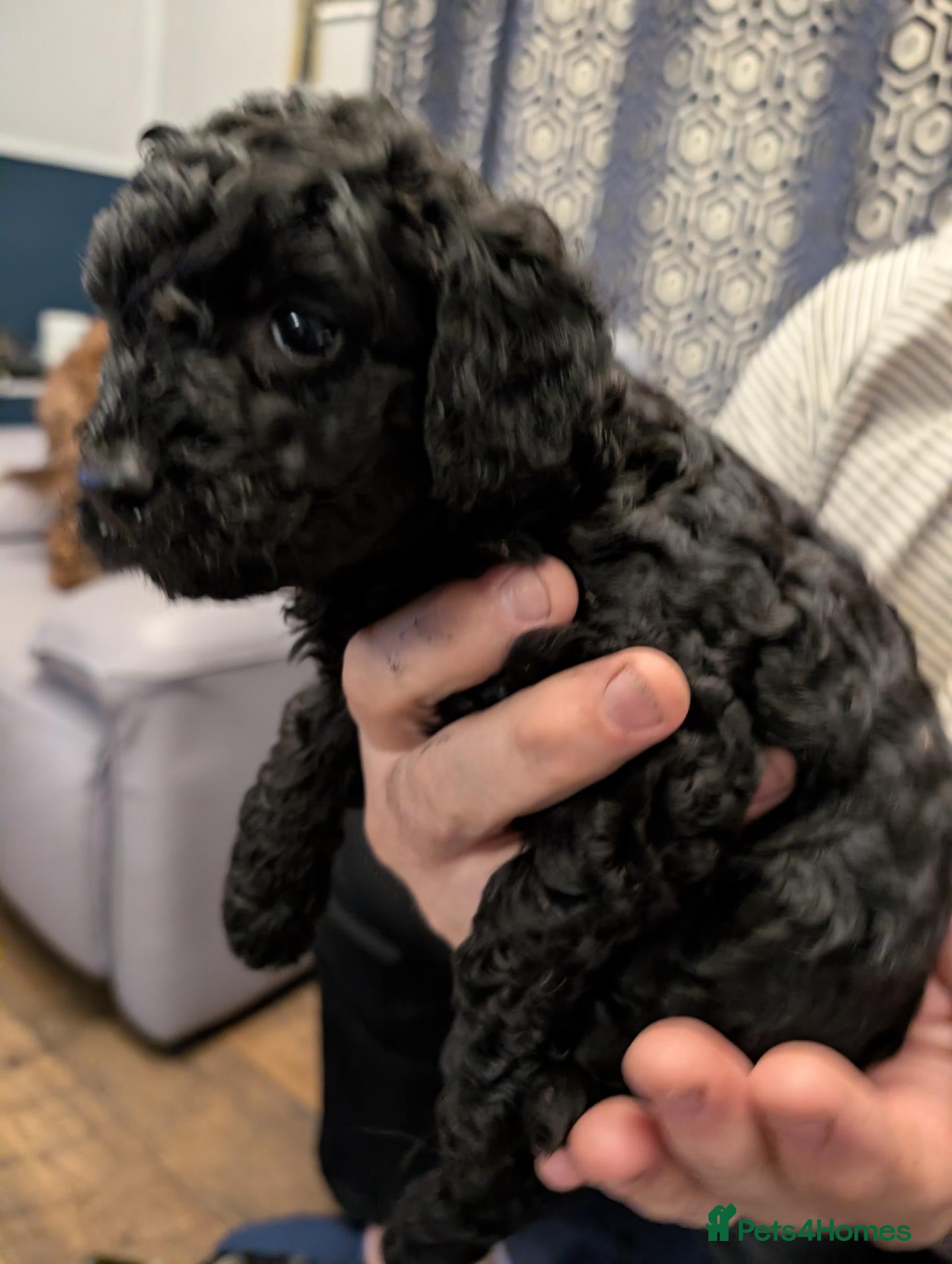 Cockapoo dogs Cockerpoo 1 BLACK BOY LEFT - Advert 11