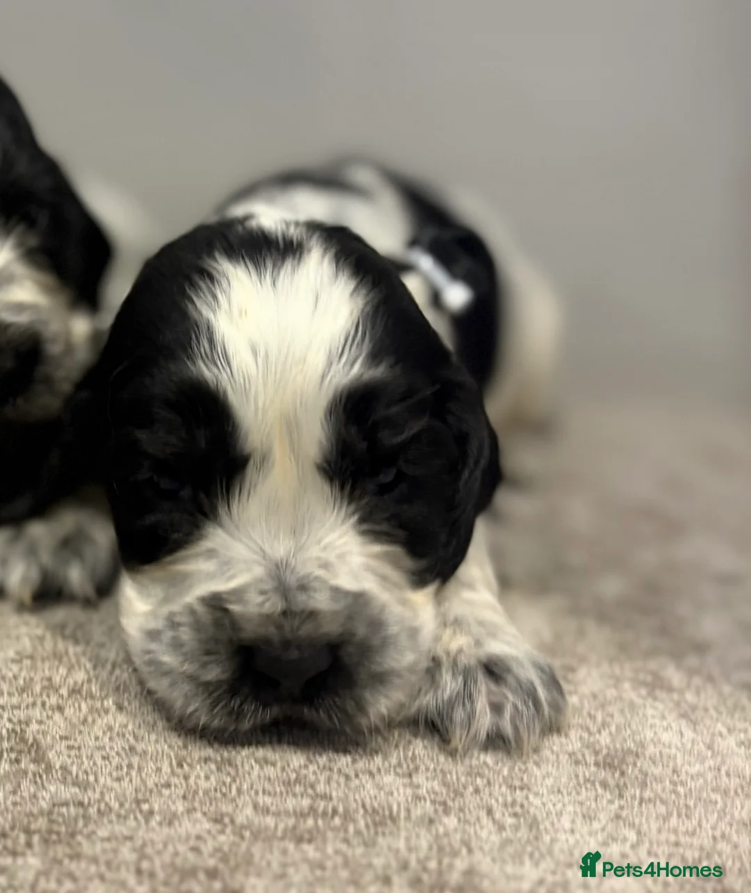 Cocker Spaniel dogs for sale: Cocker spaniel KC registered boy and girl - Advert 4