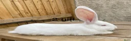 Continental Giant rabbits for sale: 💖 11 week old continental giants💖 - Advert 7