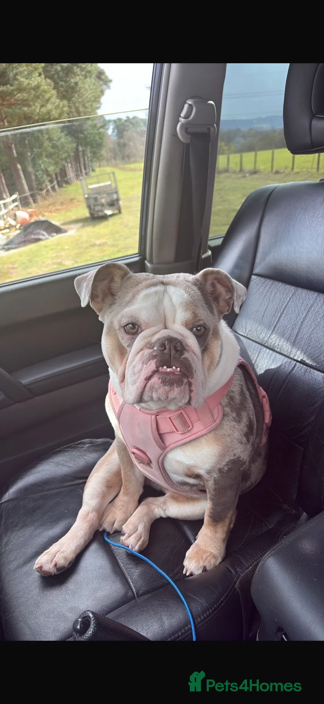 English Bulldog dogs for sale: WAITLIST FOR 5🌟 ENGLISH BULLDOG PUPPS 🐶  in Liss - Advert 2