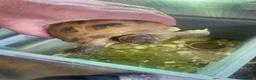 Tortoise reptiles for sale: 2 x Tortoise and enclosures - Advert 3