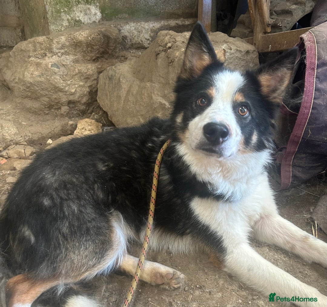 Border Collie dogs for sale: Ted - Border Collie looking for a new pet home - Image 1
