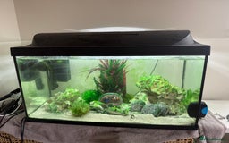 Other/Mixed Breed fish for sale: Marine fish and tank setup - Image 3