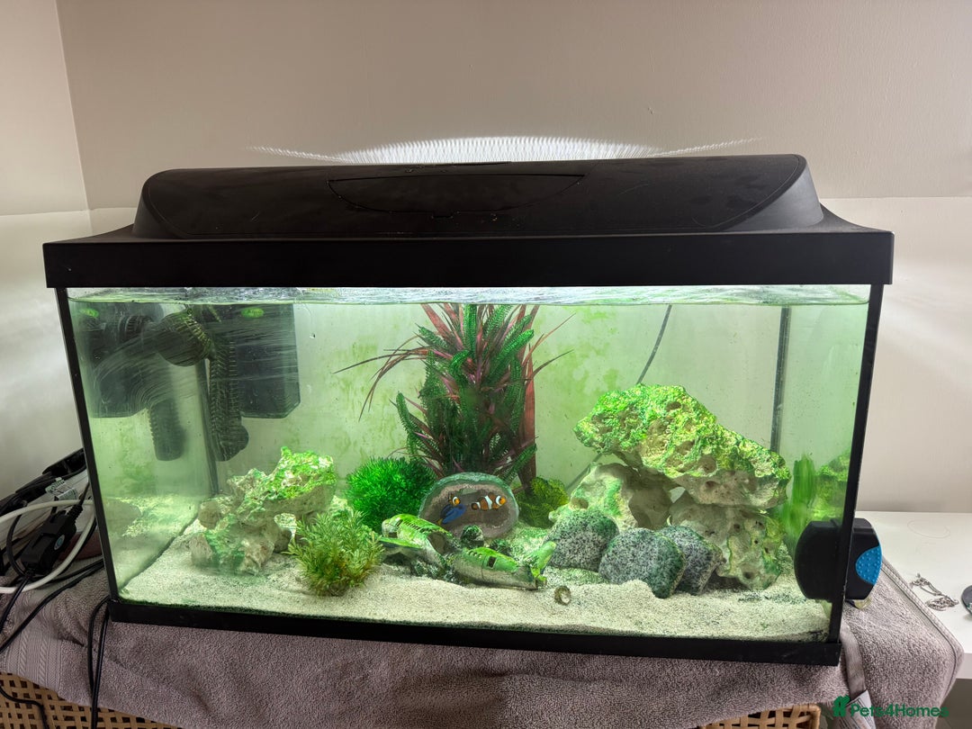 Other/Mixed Breed fish for sale: Marine fish and tank setup - Image 3