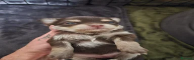 Chihuahua 4
