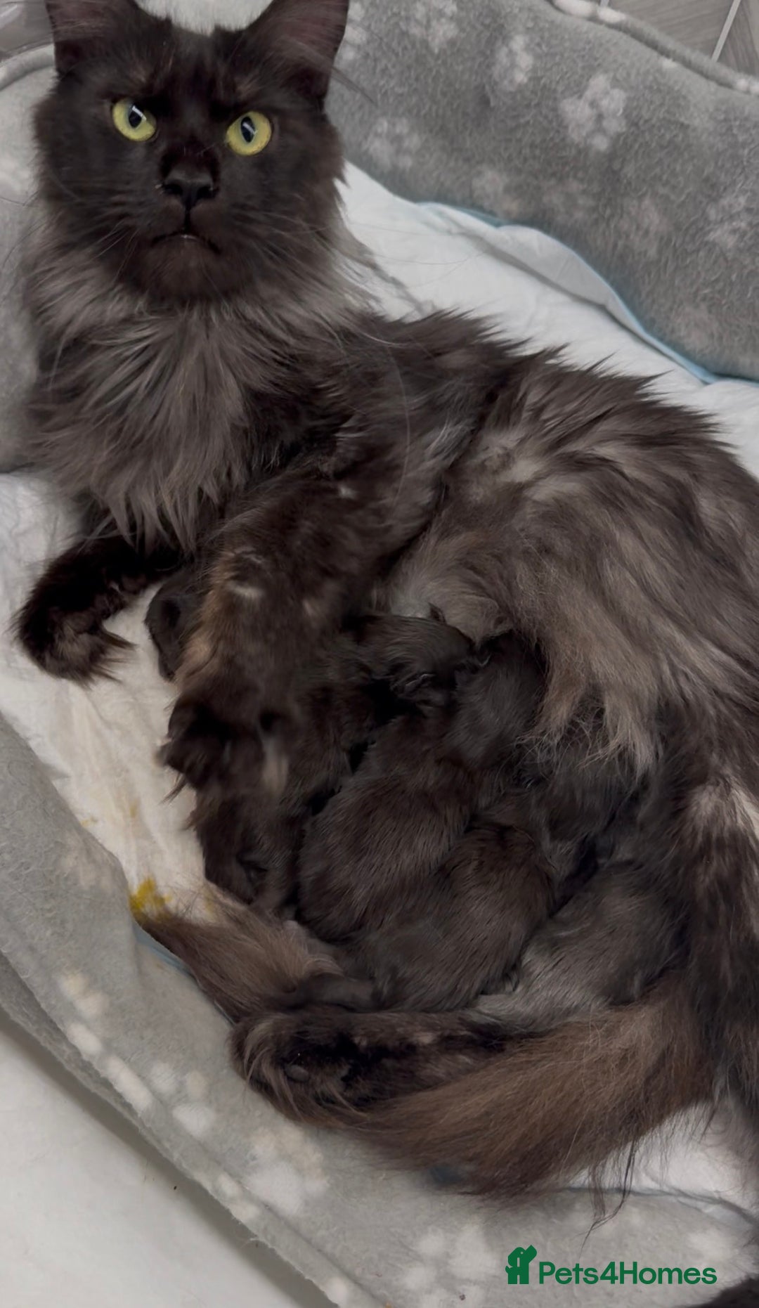 Maine Coon cats for sale: Black Smoke & Blue Smoke Maine Coon Kittens - Advert 2