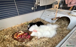 Guinea Pig rodents for sale: Guinea pigs - Image 1