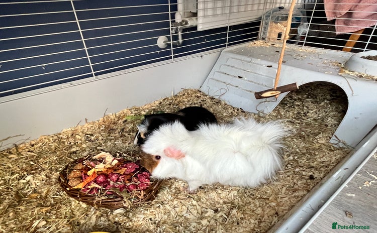 Guinea Pig rodents - Advert 2