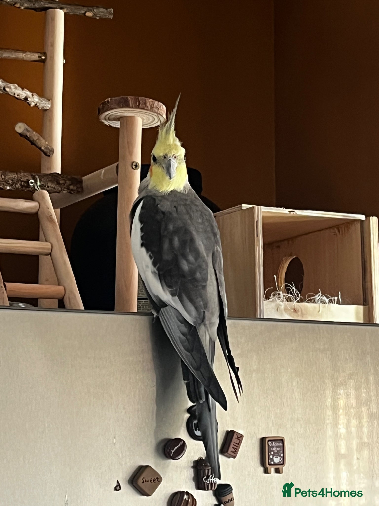 Cockatiels birds Gorgeous little Cockatiel - Advert 1