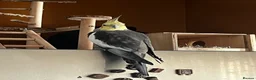 Cockatiels birds for sale: Gorgeous little Cockatiel in London - Advert 1