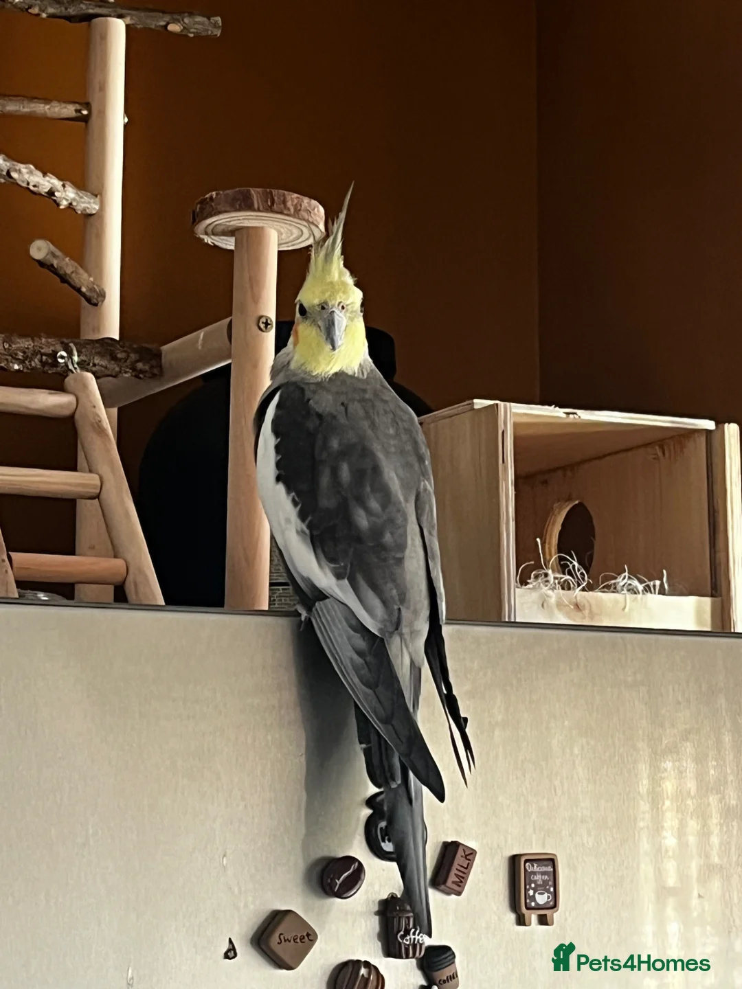 Cockatiels birds for sale: Gorgeous little Cockatiel in London - Advert 1