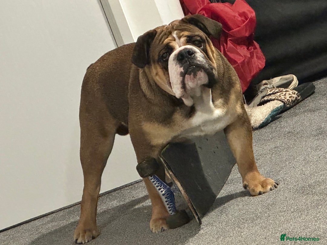 English Bulldog dogs for stud: 1 YEAR OLD MARSHALL READY TO TRY STUDDING  - Image 2