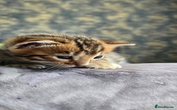 Bengal cats for sale: TICA Champion bengal kittens ready for reservation - Image 20