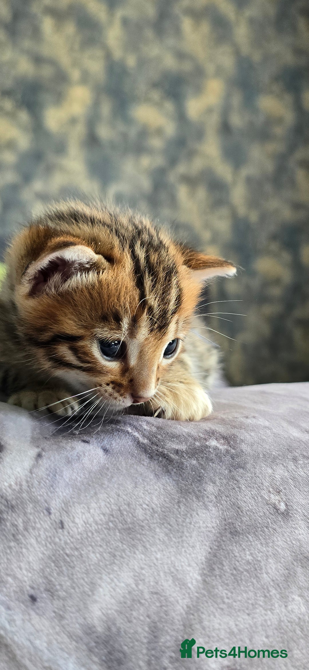 Bengal cats for sale: TICA Champion bengal kittens ready for reservation - Image 20