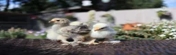 Chickens poultry for sale: Beautiful Pekin Bantam Chicks - Including Frizzle - Advert 10