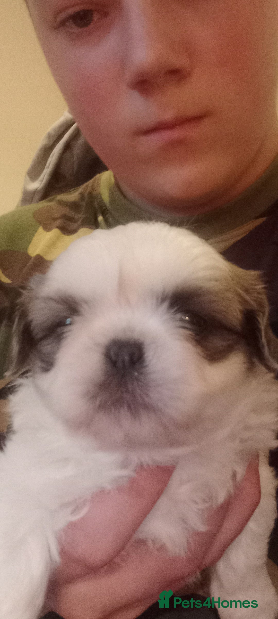 Shih Tzu dogs for sale:  2 Gorgeous male shih tzus - Image 5