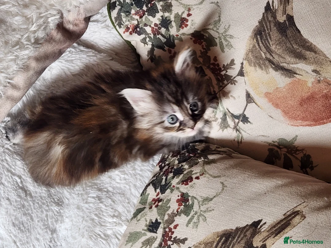 Maine Coon cats for sale:  Ready Now! Maine coon Kittens  - Advert 21