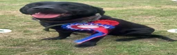 Labrador Retriever dogs for sale: Labrador Retriever Puppies🐶🐾 - Advert 6