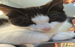 Domestic Shorthair cats for sale: Kitten looking for forever home - Image 3