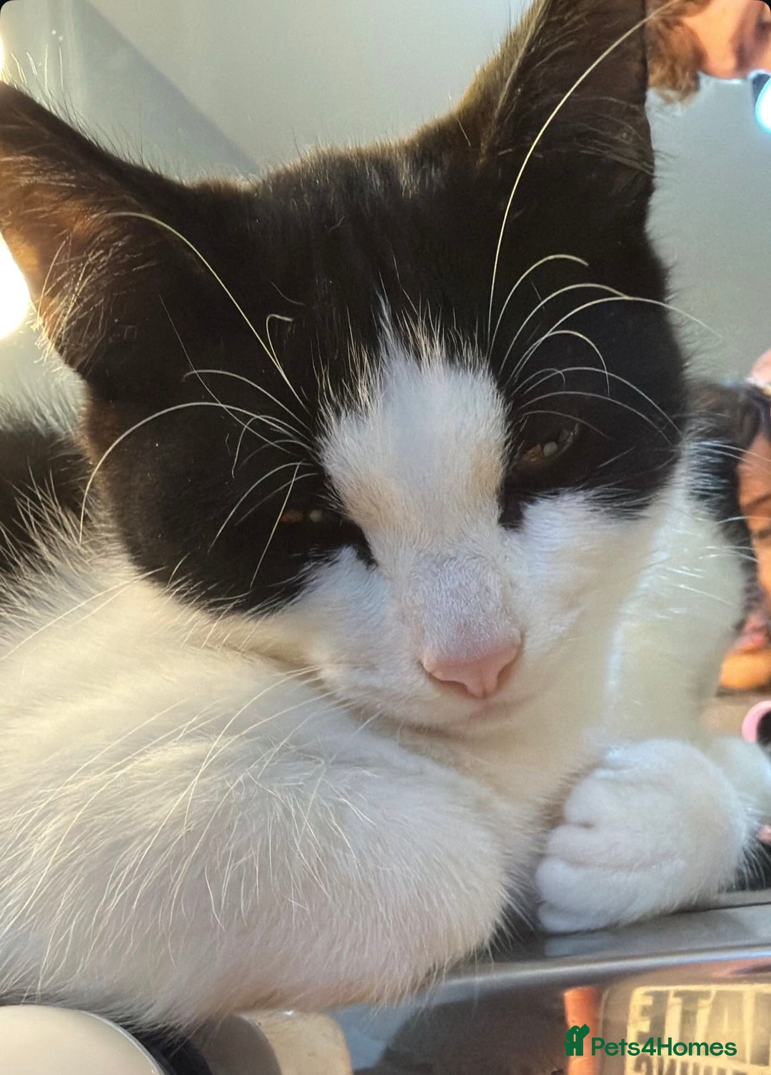 Domestic Shorthair cats for sale: Kitten looking for forever home - Image 3