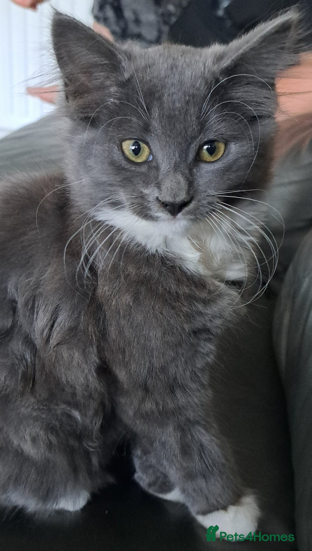 Russian Blue cats for sale: Adorable Russian Blue X Chantilly Tiffany Kittens! - Image 13