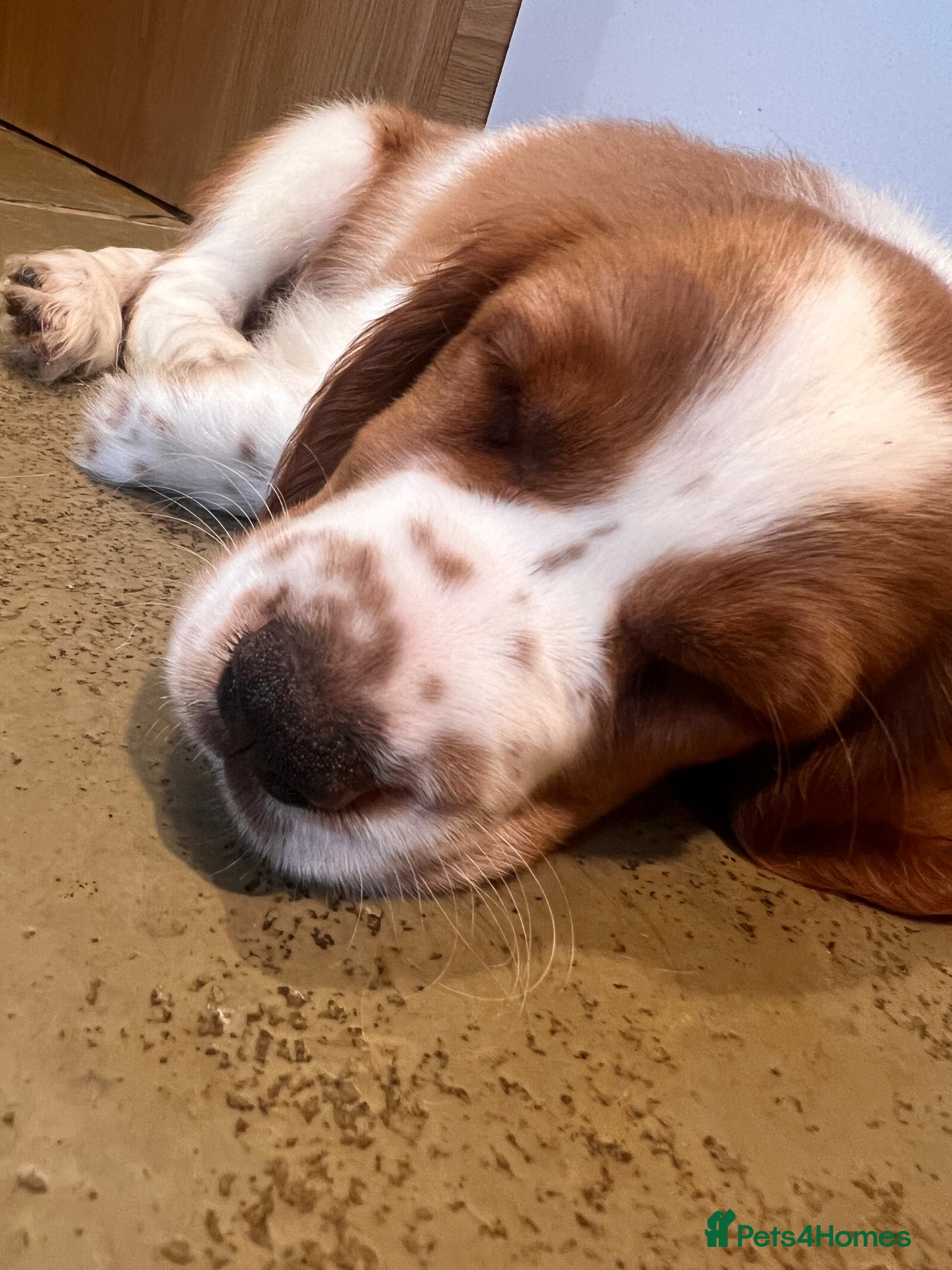 Welsh Springer Spaniel dogs Welshie 🏴󠁧󠁢󠁷󠁬󠁳󠁿 pups health tested parents  - Advert 4