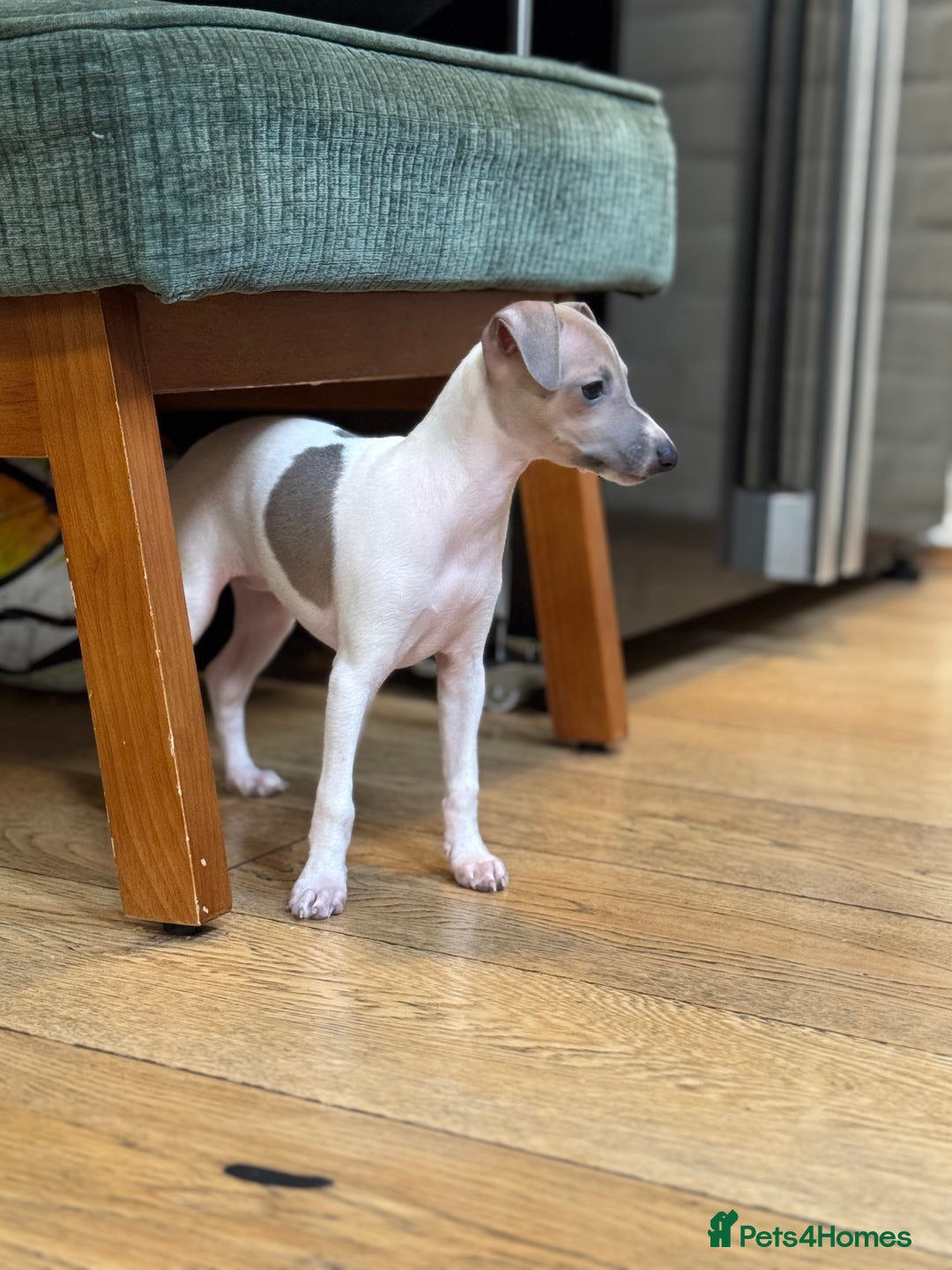 Italian Greyhound dogs for sale: Outstanding repeat mating litter  - Advert 8