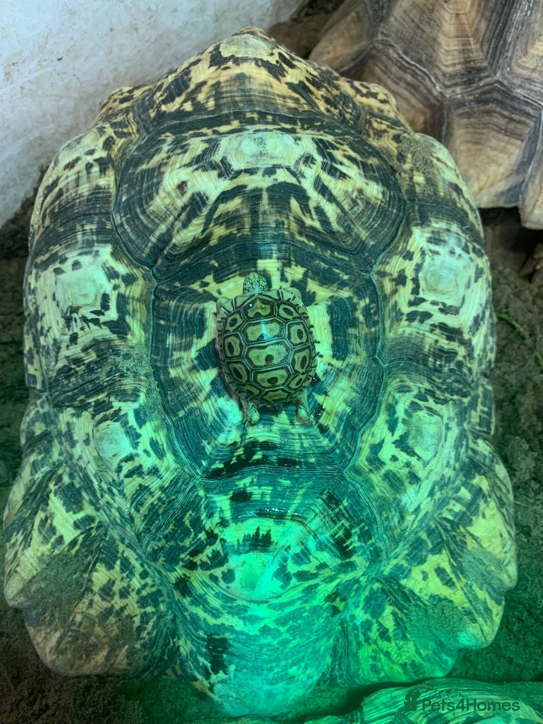 Tortoise reptiles for sale: BABY LEOPARD TORTOISES in Preston - Advert 1