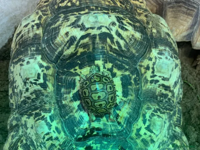 Tortoise reptiles for sale: BABY LEOPARD TORTOISES - Advert 1