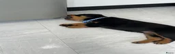 Rottweiler dogs for sale: ROTTWEILER PUPPIES "ready to go" - Advert 3