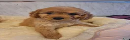 Cavapoo dogs for sale: F1 CAVAPOO READY NOW - Advert 8