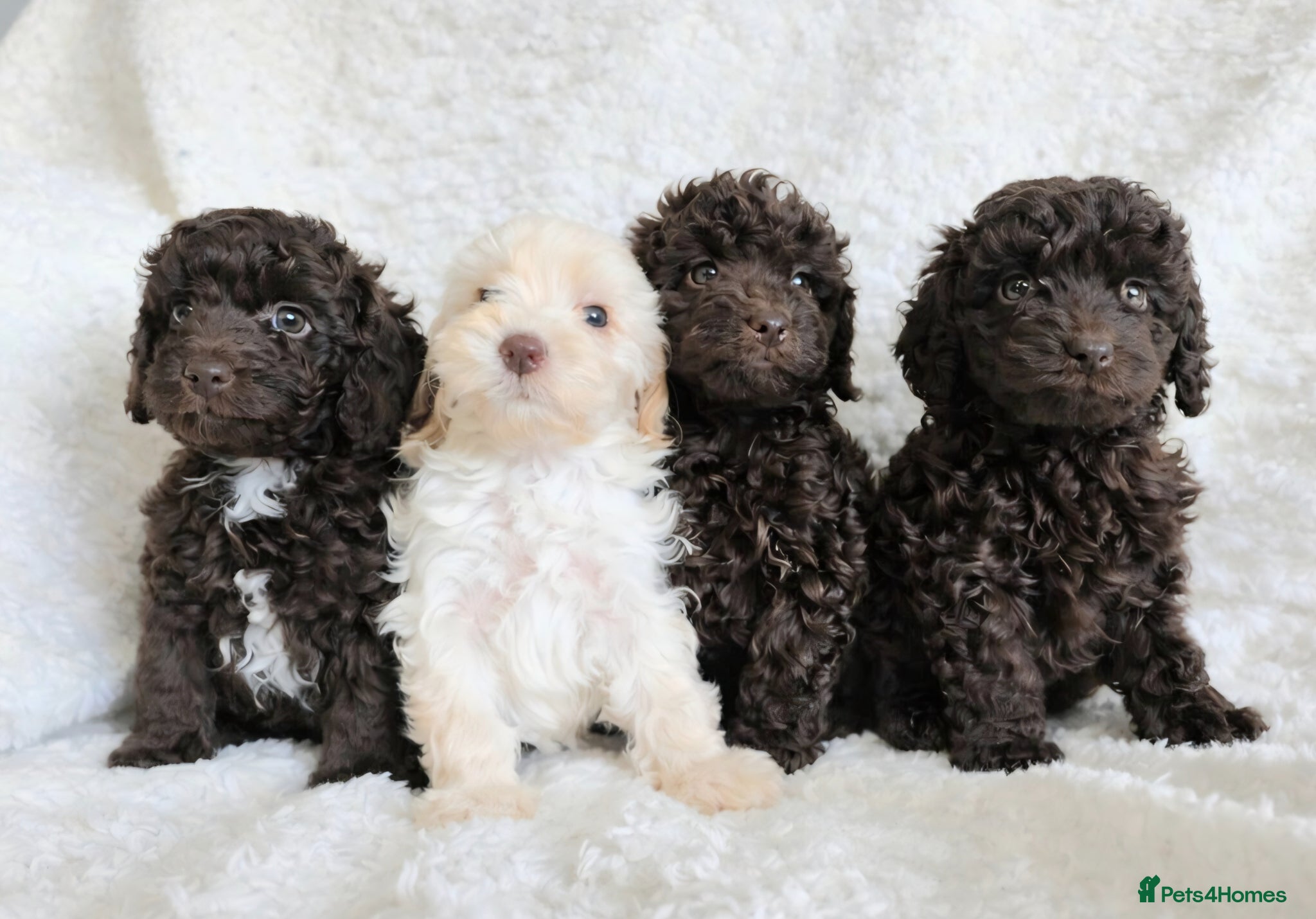 Cavapoo dogs Cavapoo Girls. DNA Health Tested. Beautiful Coats. - Advert 1