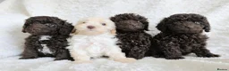 Cavapoo dogs for sale: Cavapoo Girls. DNA Health Tested. Beautiful Coats. - Advert 1