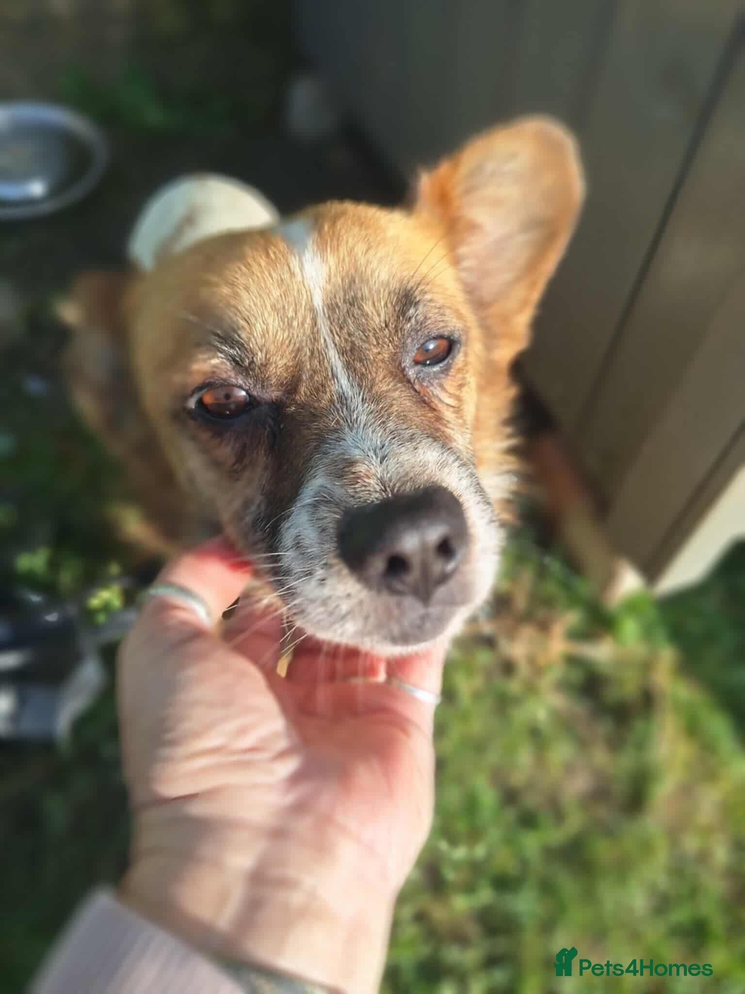 Mixed Breed dogs Meatball for adoption - Advert 1