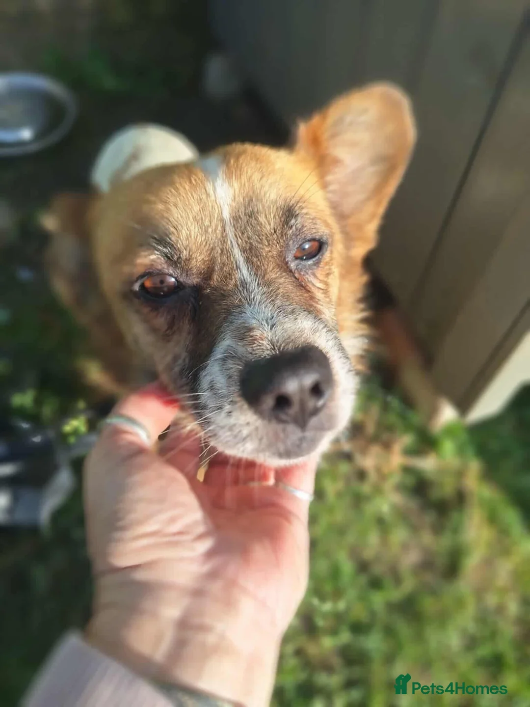 Mixed Breed dogs for adoption: Meatball for adoption - Advert 1