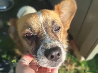 Mixed Breed dogs Meatball for adoption - Advert 1