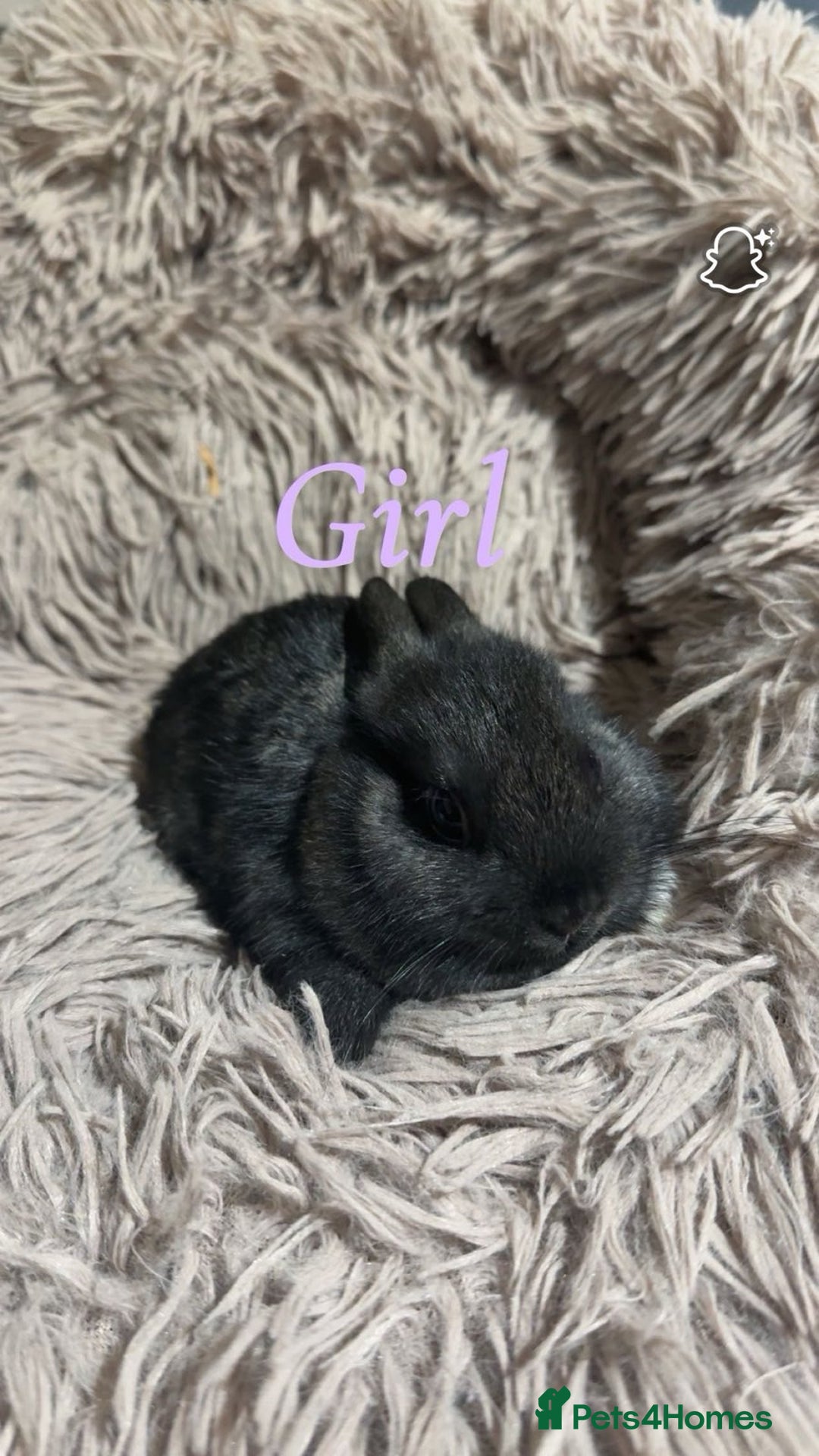 Netherland Dwarf rabbits for sale: Adorable Netherland Dwarf Baby Rabbit- Ready Now  - Image 4
