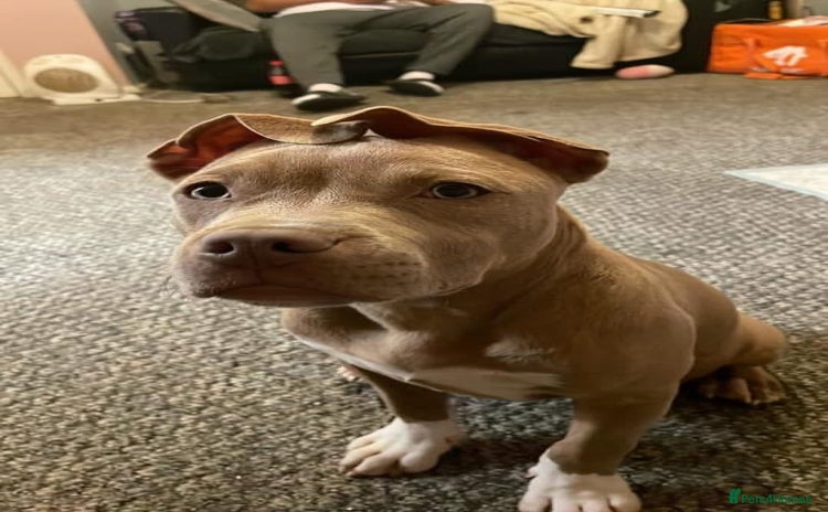 American Bully dogs Lighting - Advert 1