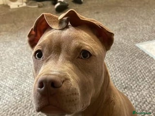 American Bully dogs Lighting - Advert 2