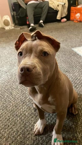 American Bully dogs Lighting - Advert 1