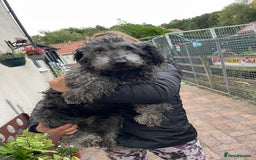 Mixed Breed dogs for adoption: Meet PERCY - a Lovely Boy for a Loving Home - Image 2