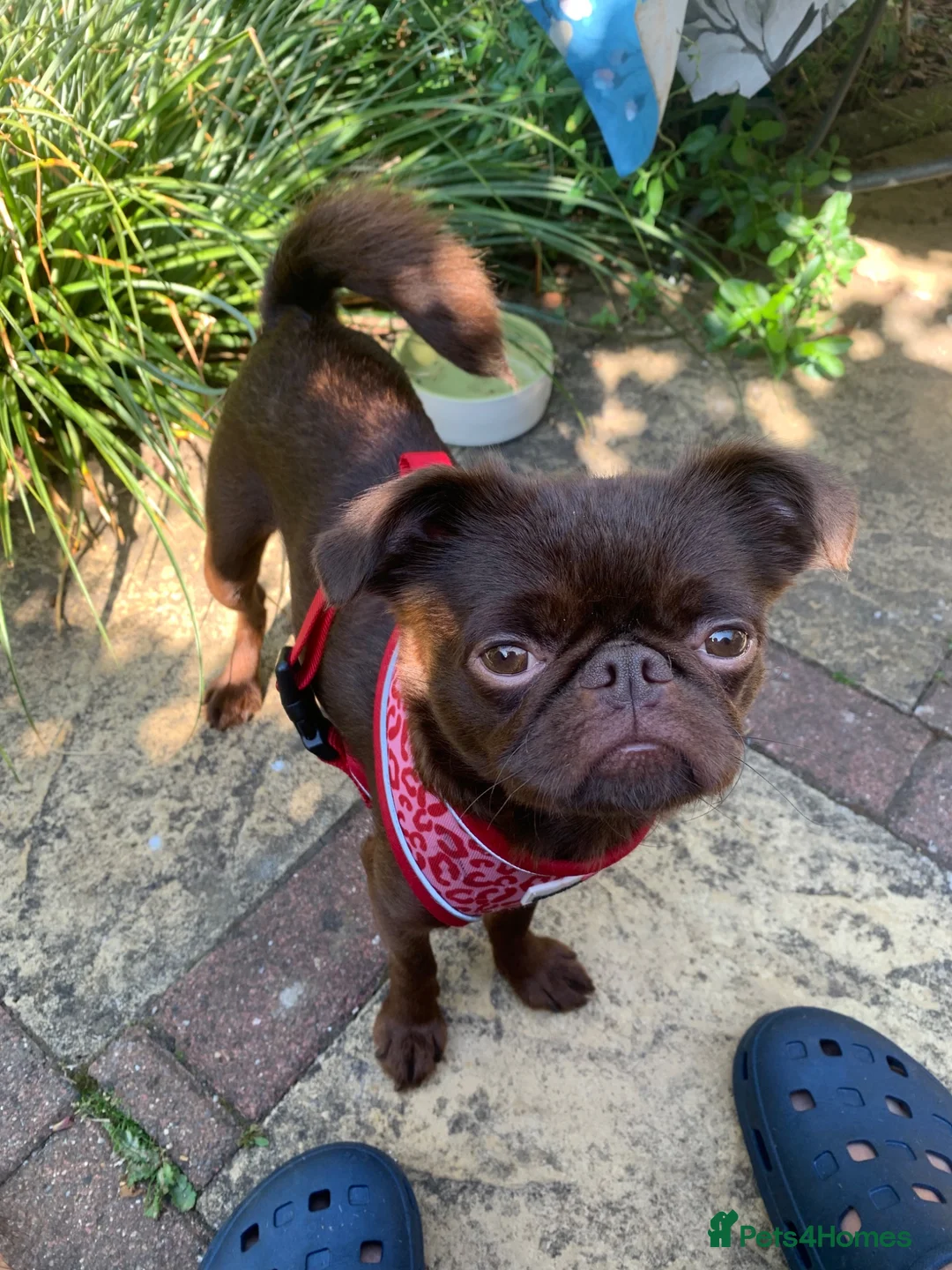 Griffon Bruxellois dogs for sale: Brussel Griffon puppies  - Advert 1
