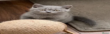 British Shorthair Kitten 3 girl